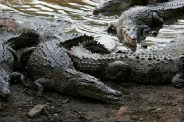 Cocodrilo Americano Crocodylus